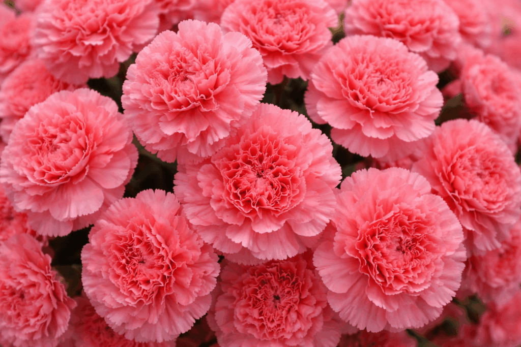 カーネーション