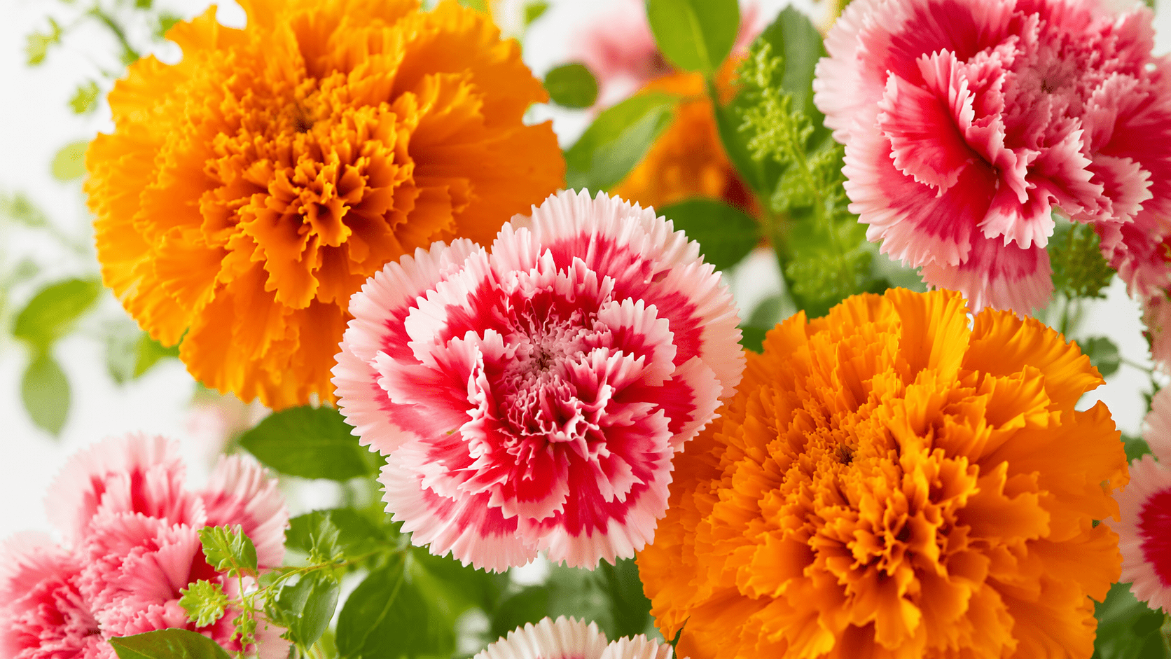 マリーゴールドとカーネーションの違い