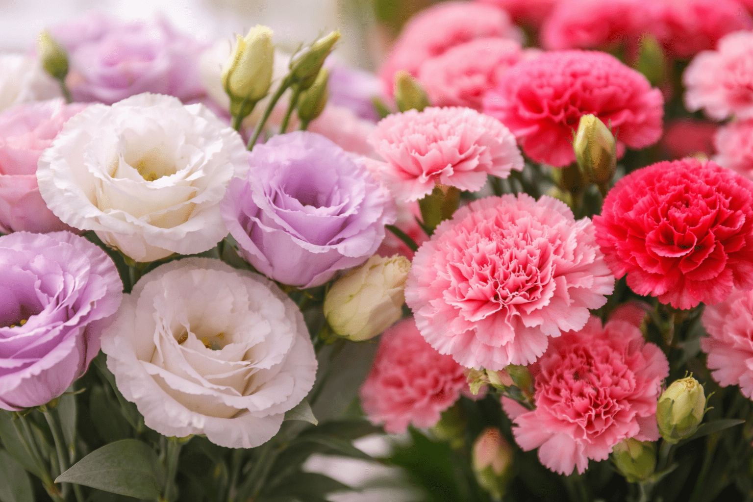 トルコキキョウとカーネーションの違い